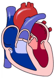 كيف يعمل القلب - عيوب القلب الخلقية لدى الاطفال